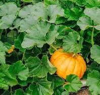 Centner Jelly Pumpkin Cucurbita maxima for planting in home garden